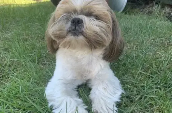 Шицу найден на дороге Боровица, Кировская обл. - photo