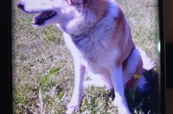 Найдена собака, Нижегородская область