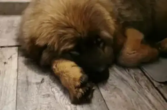 Собаки потеряшки, Элекмонар, фото: Потеряшка собака, Советская 65А, Элекмонар