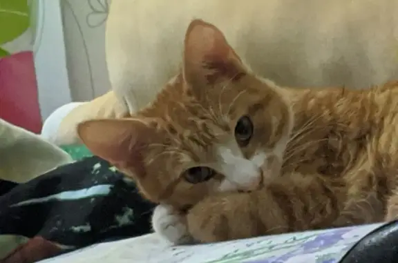 Кошки потеряшки, Санкт-Петербург, фото: Потеряшка кошка, ул. Костюшко, 13, СПб