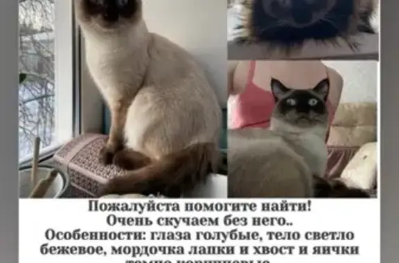Пропала кошка, Владимирская область