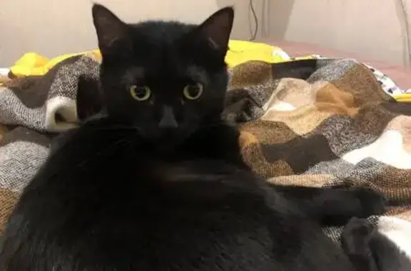 Кошки потеряшки, Санкт-Петербург, фото: Потеряшка кошка, Кушелевская дор. 5 к3