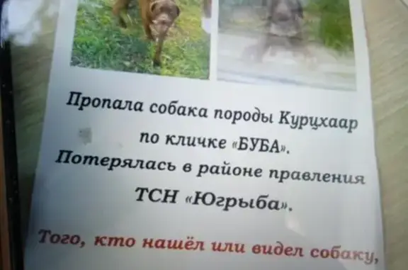 Пропала собака, Севастополь