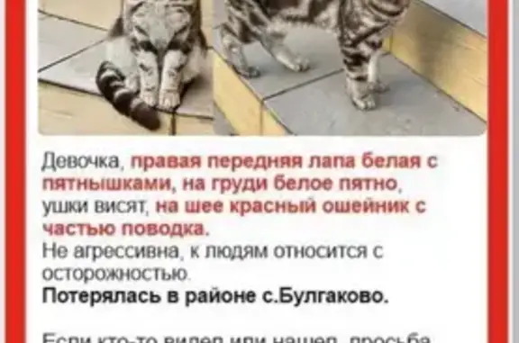 Пропала кошка, Нагаево