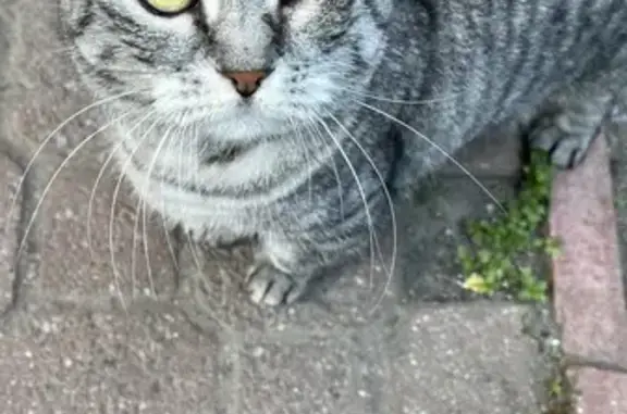 Найдена кошка, Калининград