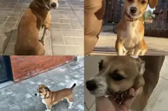 Найдена собака, Новосибирск