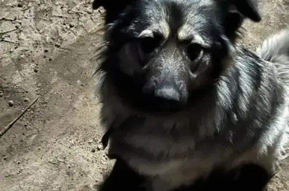 Пропала собака, Воронежская область