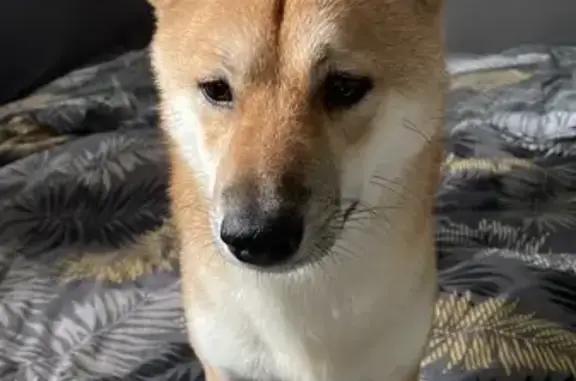 Собаки потеряшки, Рязань, фото: Потеряшка собака Кава, Княжье Поле, 23 к1