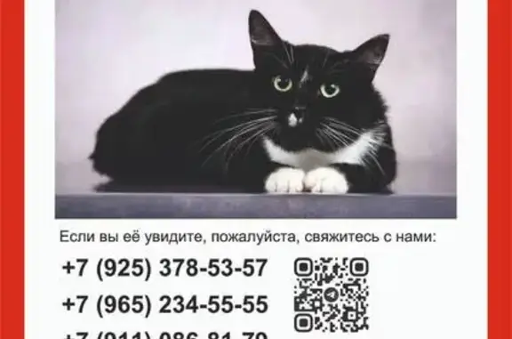 Пропала кошка: Артамонова, 12 к2