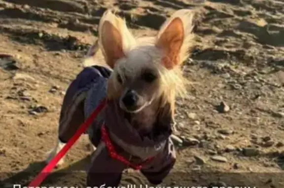 Собаки потеряшки, Николаевское, фото: Потеряшка собака в п.Николаевка, 89141985222