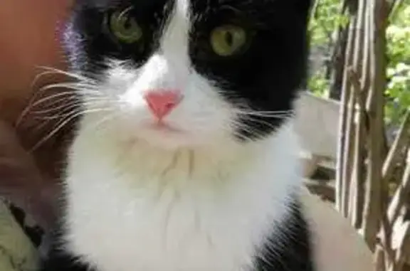 Найдена кошка, , фото: Найден кот в Юдино, Казань 19 мая