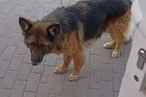 Найдена собака на Калинина, 44