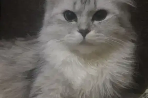 Кошки потеряшки, Санкт-Петербург, фото: Потеряшка кошка: ул. Звенигородская, 12/17