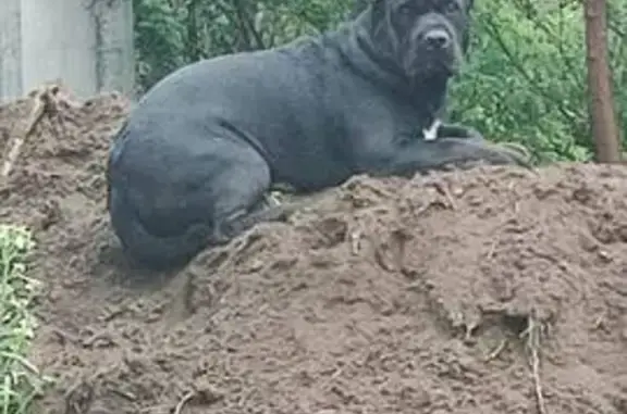 Найдена собака Кане-корсо, Строгино