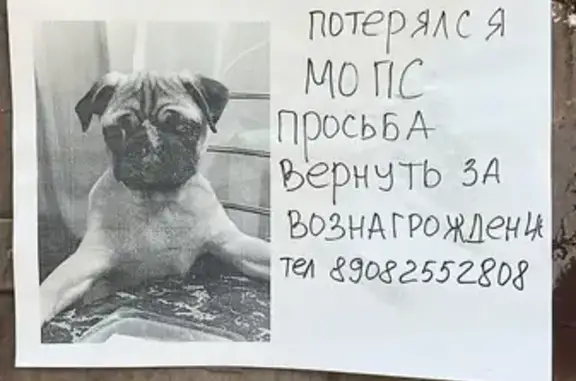 Пропала собака: ул. Гагарина, 42, Сочи