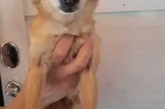 Найдена собака, Щекутово, фото: Найдена чихуахуа, 68, Московская обл.