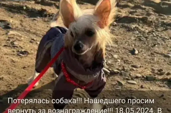Пропала собака в парке Динамо, Хабаровск