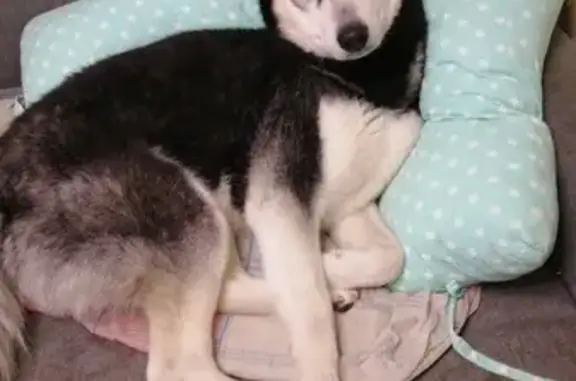 Собаки потеряшки, Тамбов, фото: Потеряшка собака, Базарная ул., Тамбов