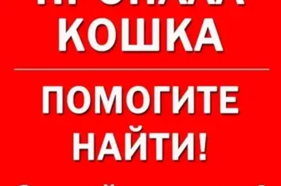 Кошки потеряшки, Санкт-Петербург, фото: Потеряшка кошка: Старо-Петергофский, СПб