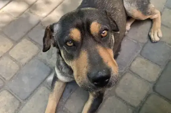 Найдена собака ЖК Панорама, Краснодар