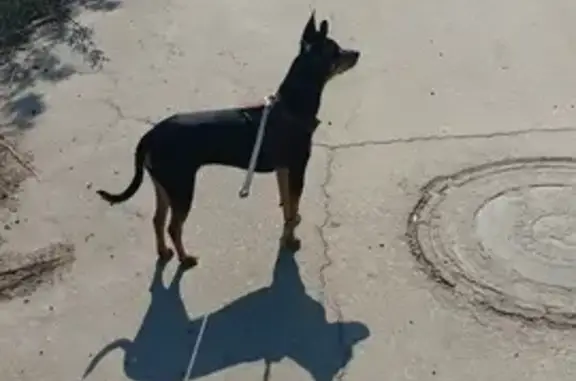 Найдена собака: Краснореченская, Хабаровск