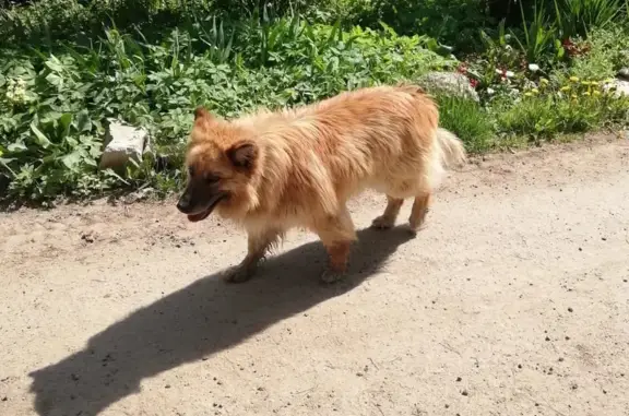 Найден пёс: Константиново, МО
