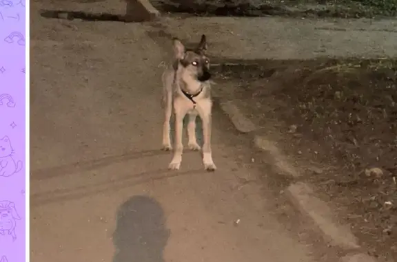 Найдена собака на Московской, 65