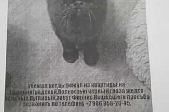 Пропала кошка: Калининградская, 6