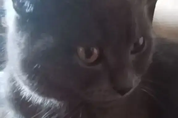 Потерянные животные Красноярское, фото: Пропал кот Симба, 63К-00883