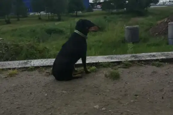 Найдена собака: Аксакова, 102