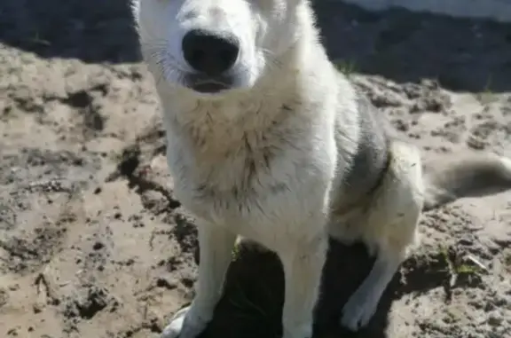 Найдена собака в Йошкар-Оле