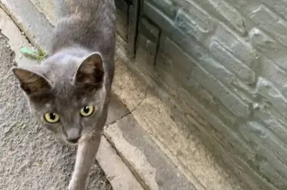 Найден котенок, ул. Дружинников, 26