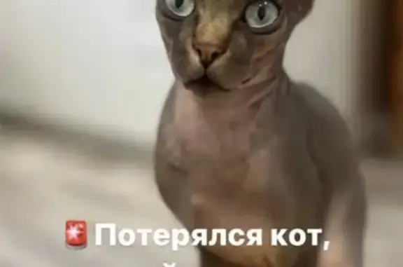 Пропал кот: Индустриальная, Краснодар