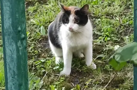 Найдена кошка: Фортунатовская, 17