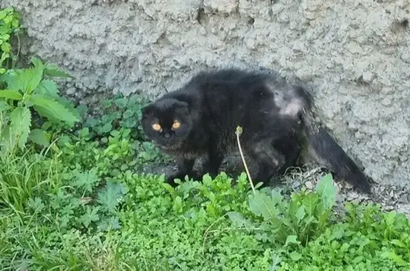 Найдена кошка, Владивосток, фото: Найден вислоухий кот, Фадеева, Владивосток