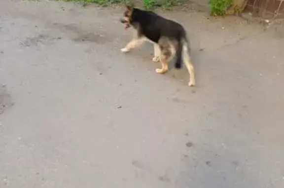Найдена собака: Нижегородская, 33 к3