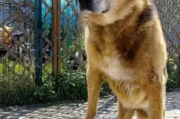 Пропала собака в Жуковском, МО