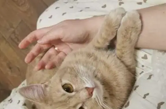 Кошки потеряшки, , фото: Потеряшка кот Персик, ул. Быкова, 1