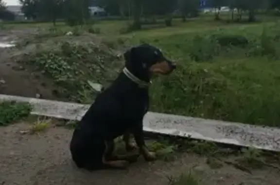 Найдена собака, Крымская ул., 1