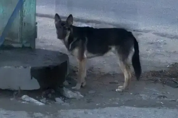 Найдена собака, Шилкинская ул., Чита