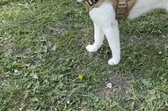 Найдена собака, Тамбов, фото: Найдена собака, ул. Николая Вирты