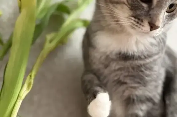 Кошки потеряшки, Нижневартовск, фото: Потеряшка кот: ул. 60 лет Октября