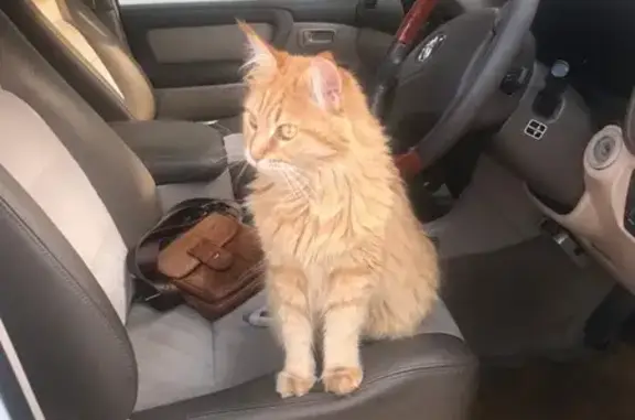 Кошки потеряшки, Армавир, фото: Потеряшка кошка: Баранников пер., 13