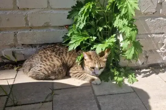 Найдена кошка: Заставская, 23