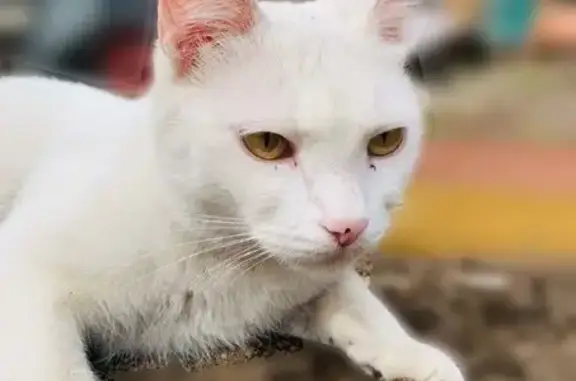 Пропала белая кошка: Колхозная, Красково