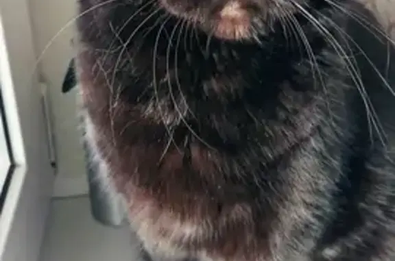 Кошки потеряшки, Стрижевское, фото: Потеряшка кошка: Рабочая ул., 37