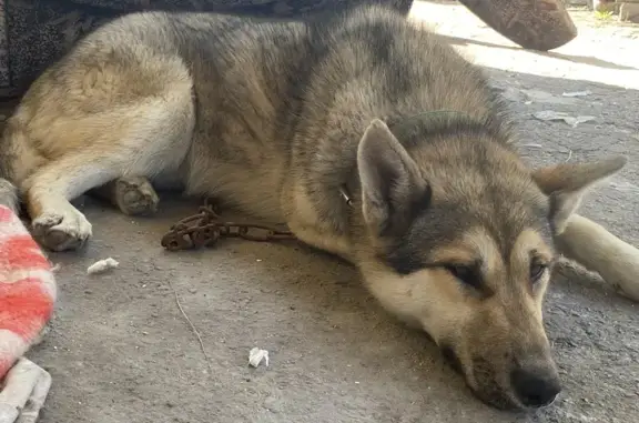Найдена собака на Паганини ул., 36