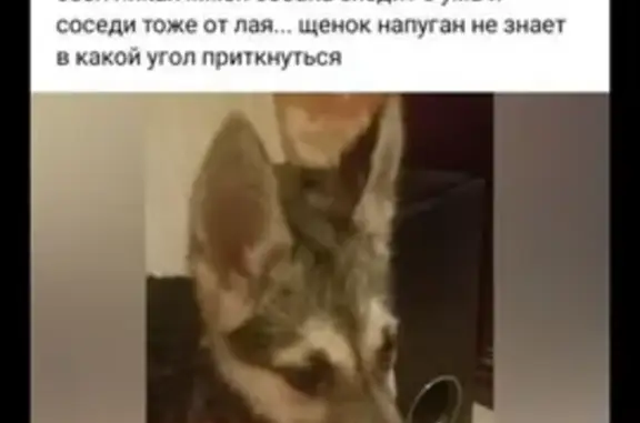 Найден щенок, ул. Степана Разина, Казань