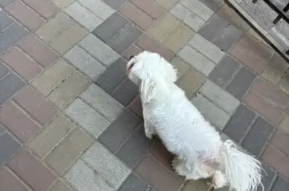 Найдена собака на Домбайской, Краснодар