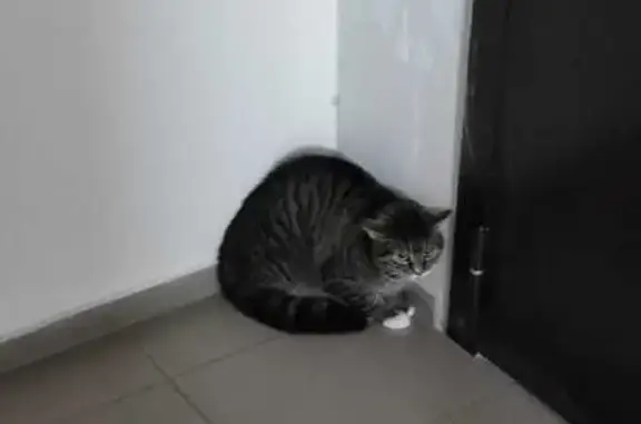 Найдена кошка на Боровицкой, Мск